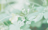 小清新护眼植物写真(9)