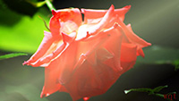 唯美月季花(10)
