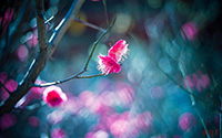 花影微凉(10)